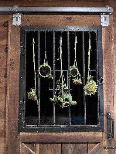 Valley Girl Flower Farm - Tiger, GA