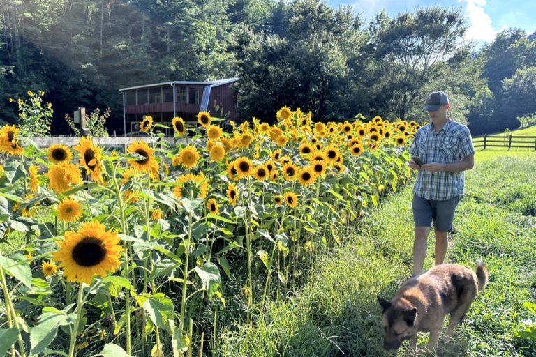 Valley Girl Flower Farm - Tiger, GA