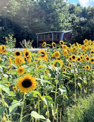 Valley Girl Flower Farm - Tiger, GA