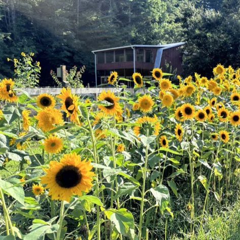 Valley Girl Flower Farm - Tiger, GA