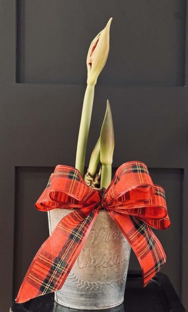 Valley Girl Flower Farm - Tiger, GA