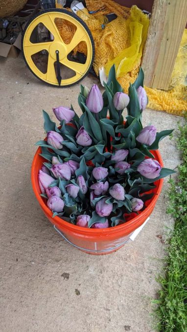 Valley Girl Flower Farm - Tiger, GA