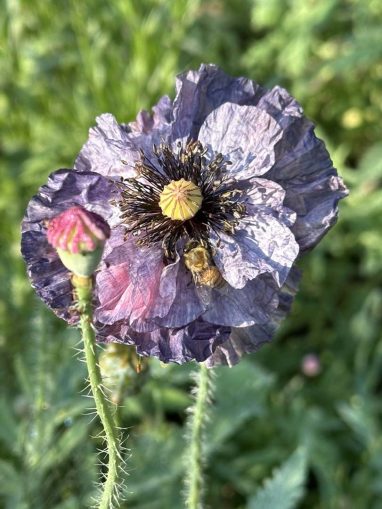 Valley Girl Flower Farm - Tiger, GA