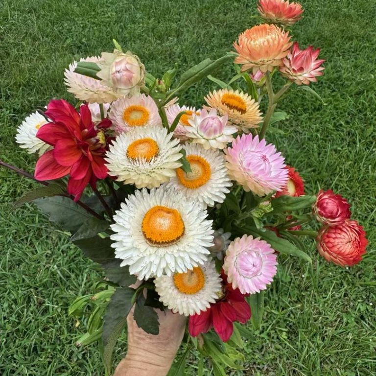 Valley Girl Flower Farm - Tiger, GA