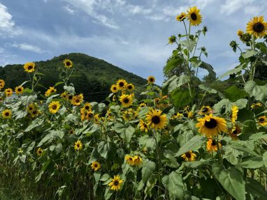 Valley Girl Flower Farm - Tiger, GA