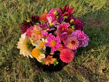 Valley Girl Flower Farm - Tiger, GA