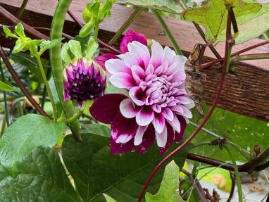 Valley Girl Flower Farm - Tiger, GA