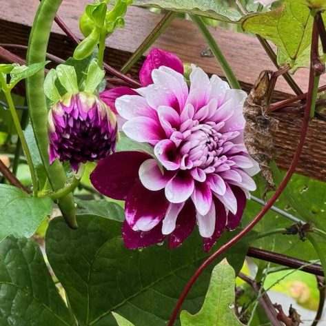 Valley Girl Flower Farm - Tiger, GA