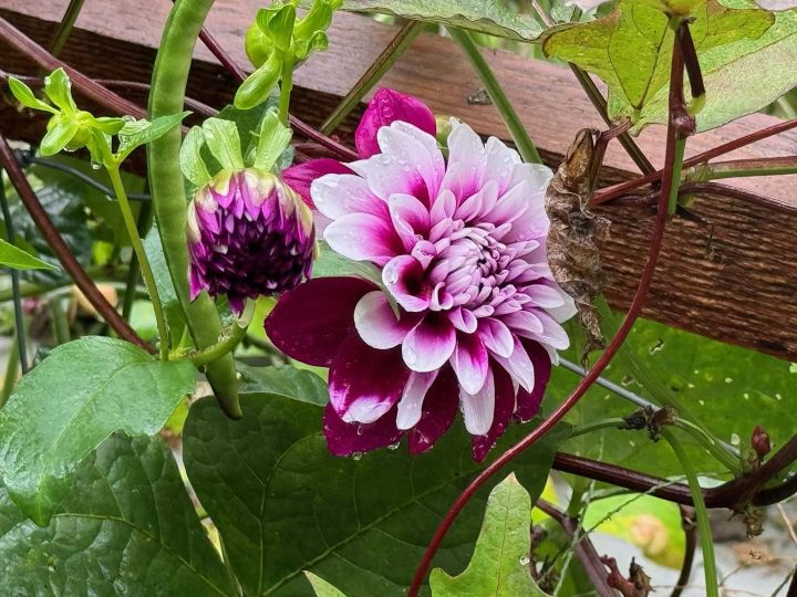 Valley Girl Flower Farm - Tiger, GA