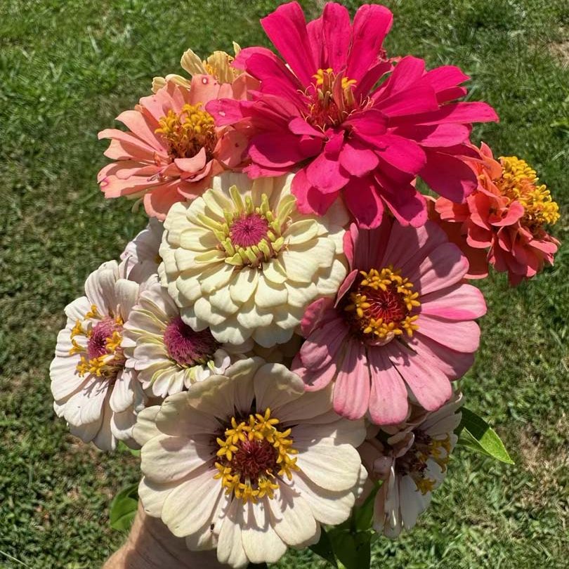 Valley Girl Flower Farm - Tiger, GA