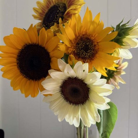 Valley Girl Flower Farm - Tiger, GA