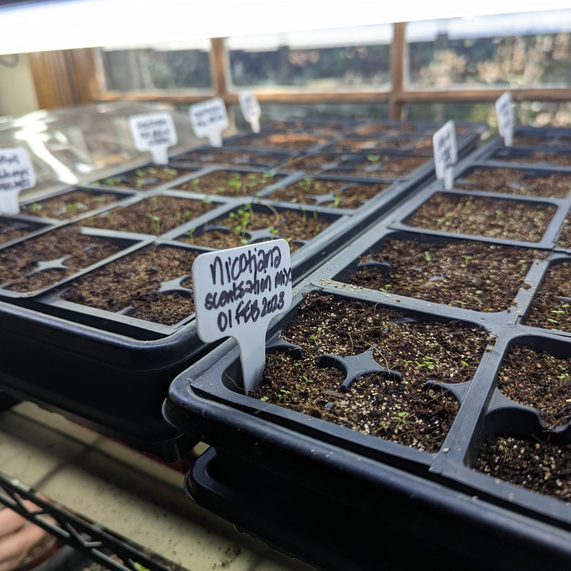 Valley Girl Flower Farms - Seedling Class – February 21, 2026