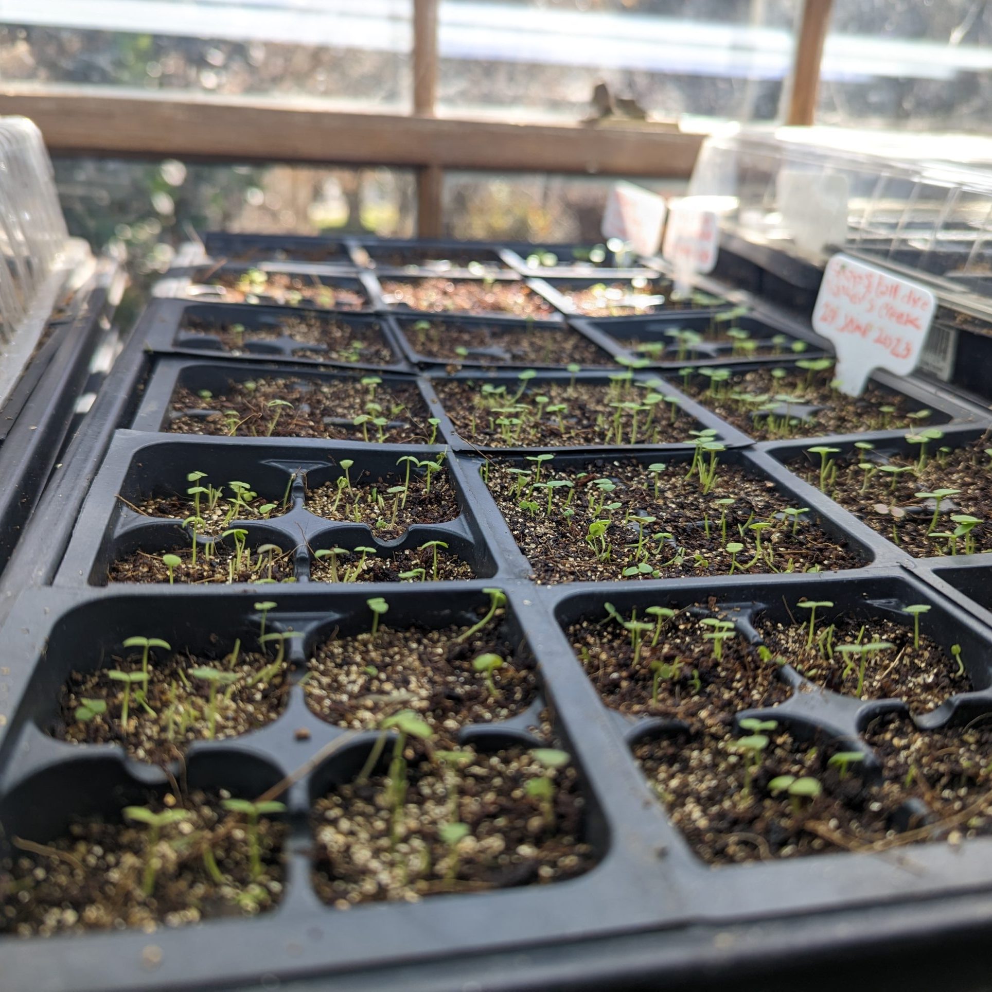 Valley Girl Flower Farms - Seedling Class – February 21, 2026