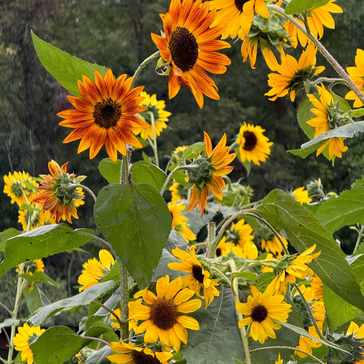 Valley Girl Flower Farm - Tiger, GA