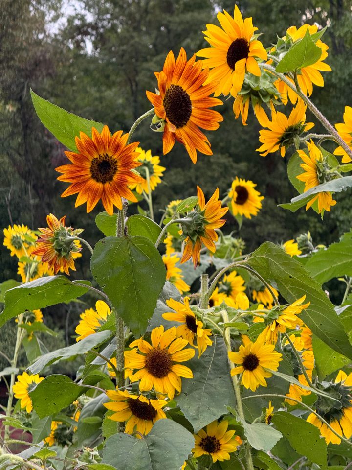 Valley Girl Flower Farm - Tiger, GA
