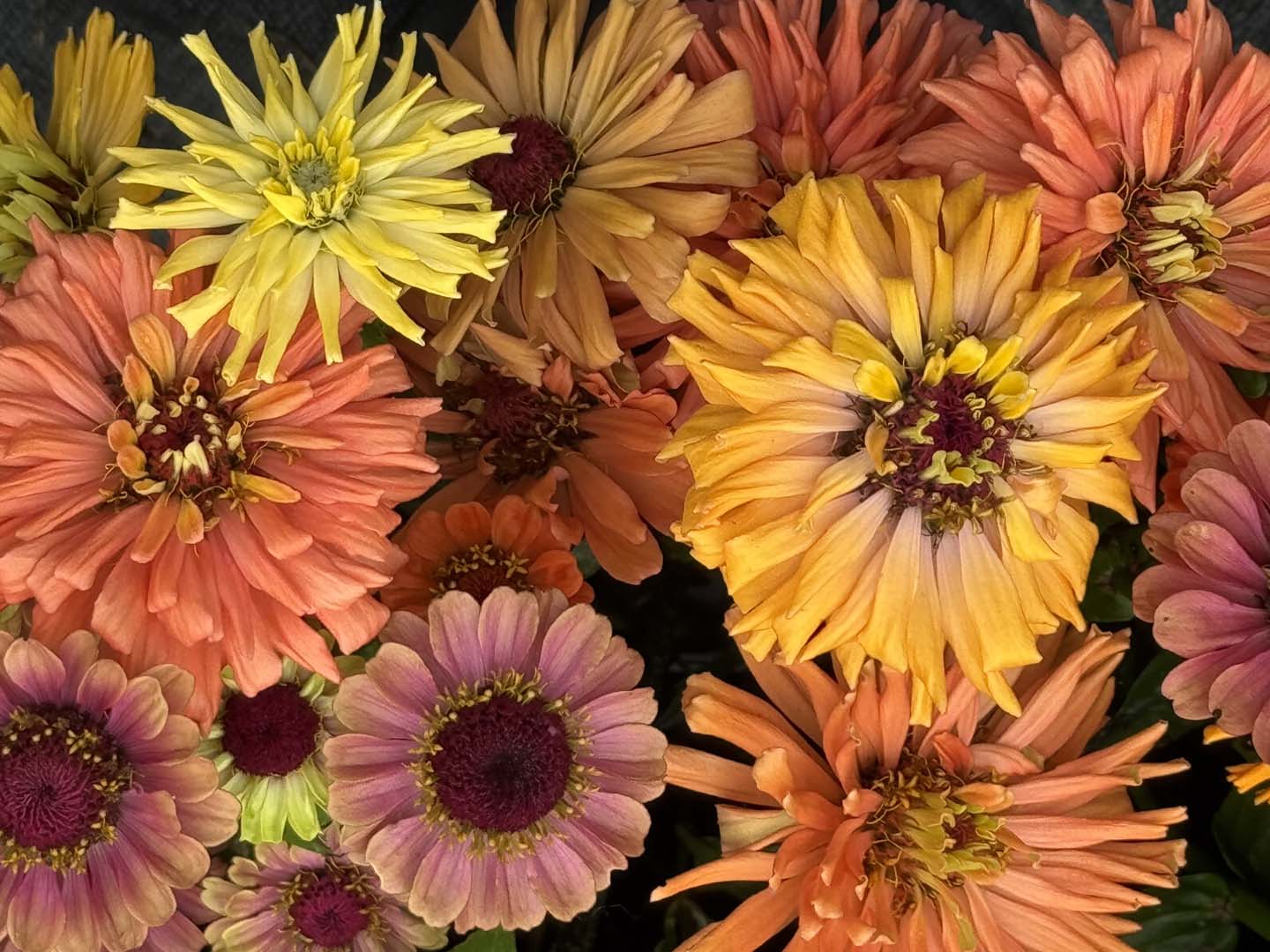 Valley Girl Flower Farm - Tiger, GA