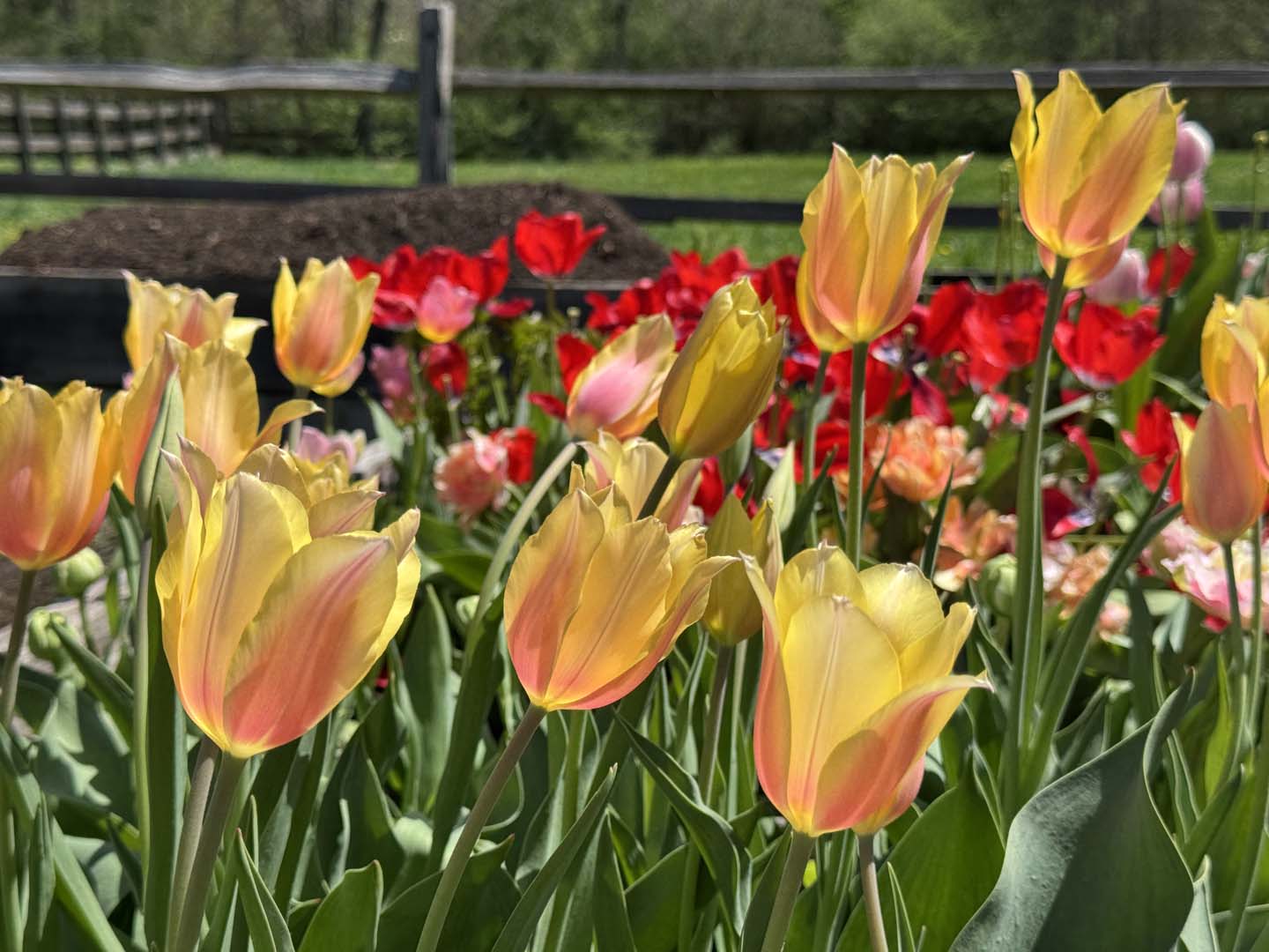 Valley Girl Flower Farm - Tiger, GA