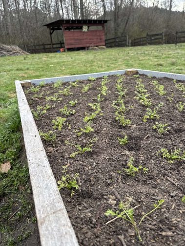 Valley Girl Flower Farm - Tiger, GA