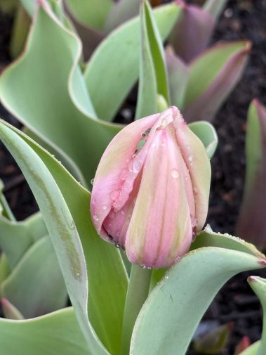 Valley Girl Flower Farm - Tiger, GA
