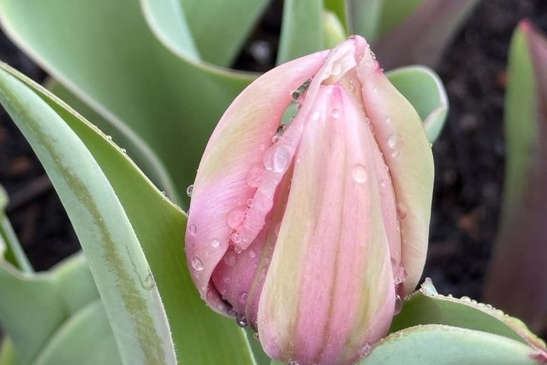 Valley Girl Flower Farm - Tiger, GA