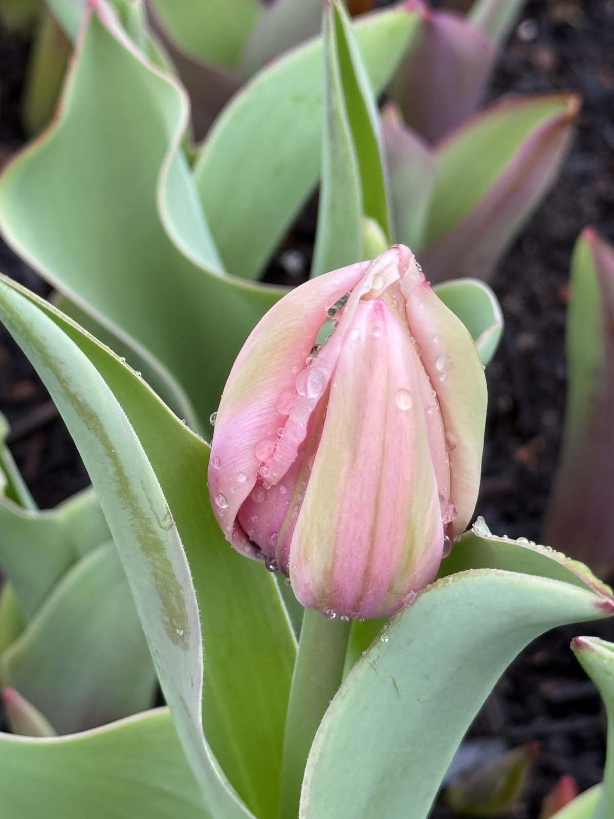 Valley Girl Flower Farm - Tiger, GA