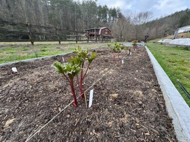 Valley Girl Flower Farm - Tiger, GA