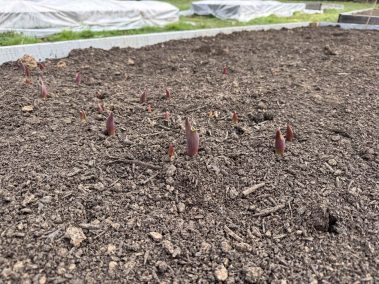 Valley Girl Flower Farm - Tiger, GA