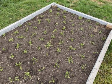 Valley Girl Flower Farm - Tiger, GA