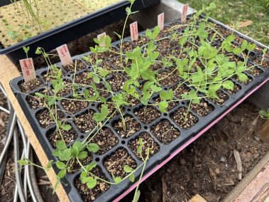 Valley Girl Flower Farm - Tiger, GA