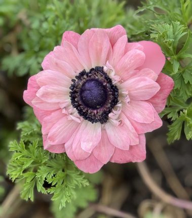 Valley Girl Flower Farm - Tiger, GA