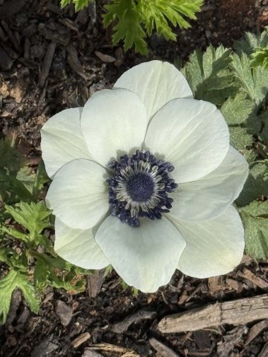 Valley Girl Flower Farm - Tiger, GA