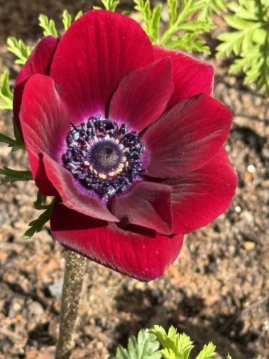 Valley Girl Flower Farm - Tiger, GA