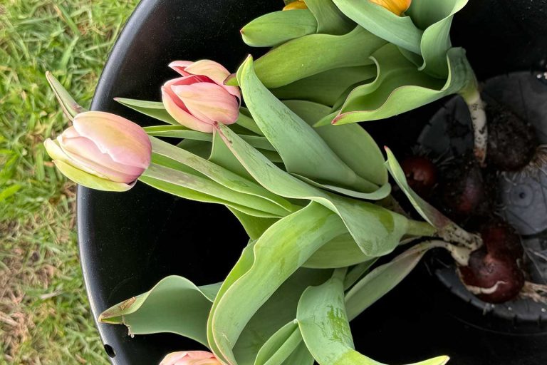 From Field to Gathering Bringing the First Blooms to Atlanta