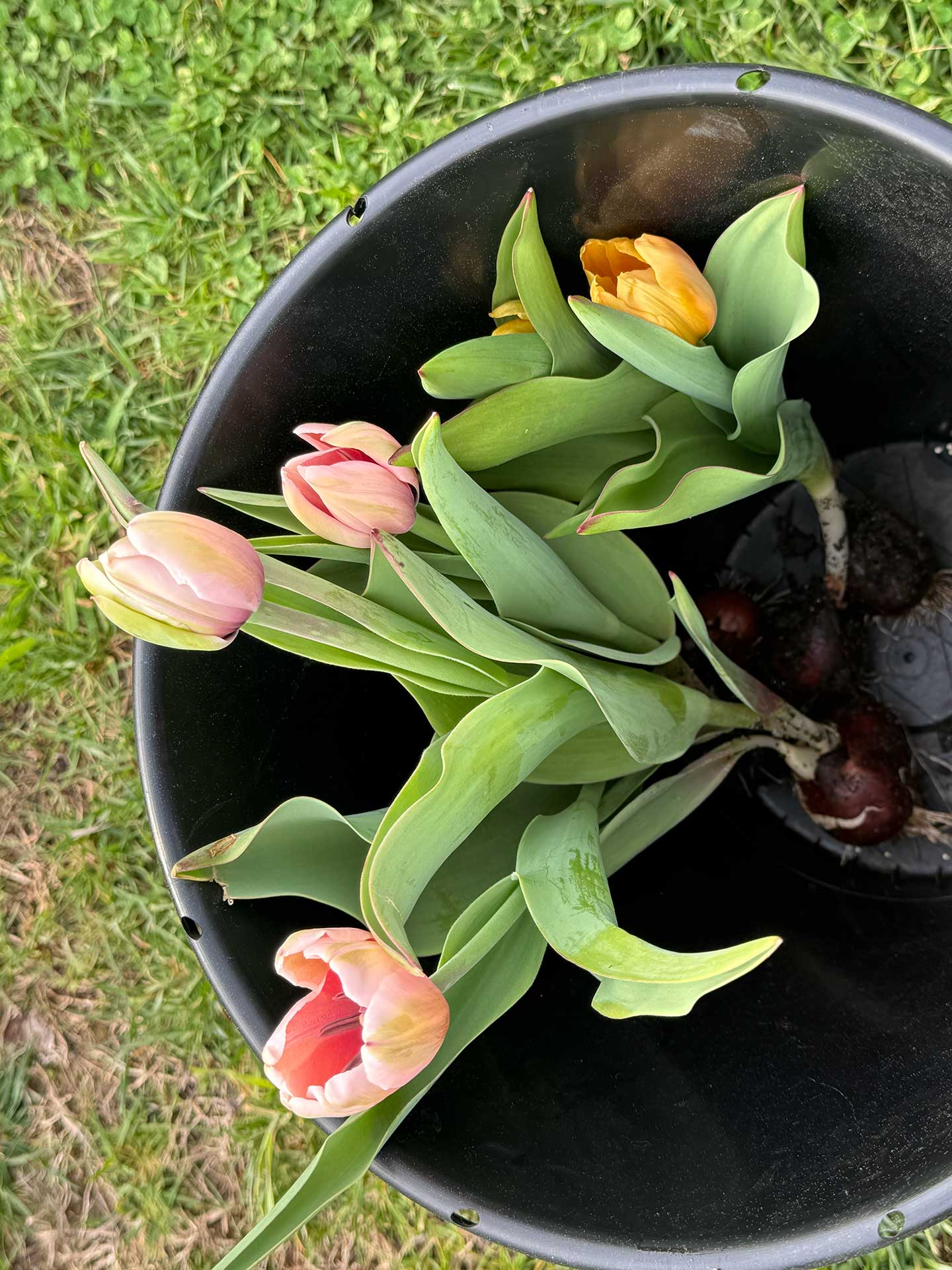 From Field to Gathering Bringing the First Blooms to Atlanta