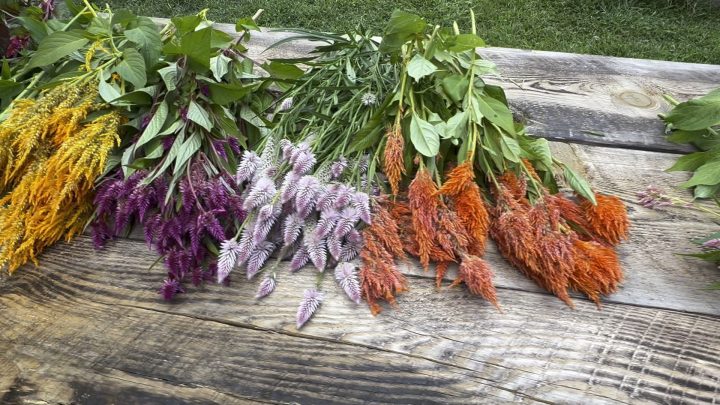 You-Pick and Yoga – Valley Girl Flower Farm You-Pick and Yoga - Valley Girl Flower Farm