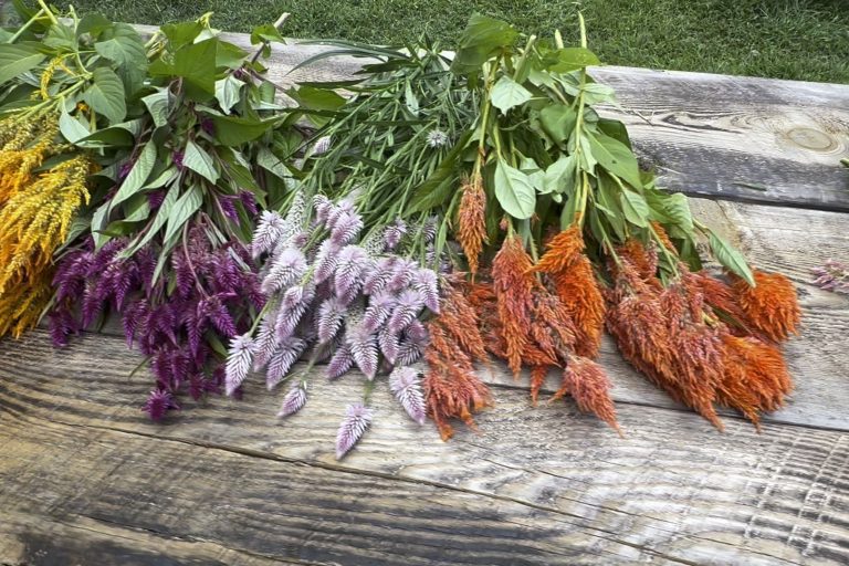 You-Pick and Yoga - Valley Girl Flower Farm